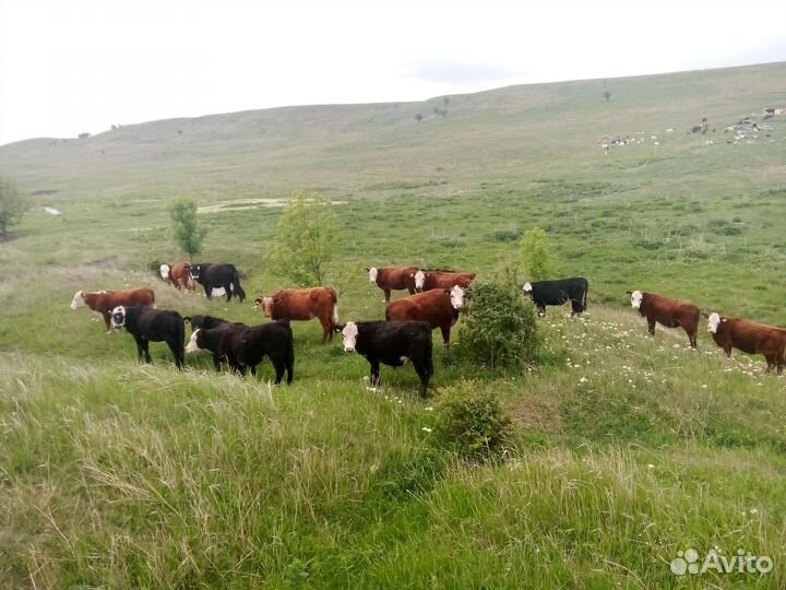 Продам 18голов