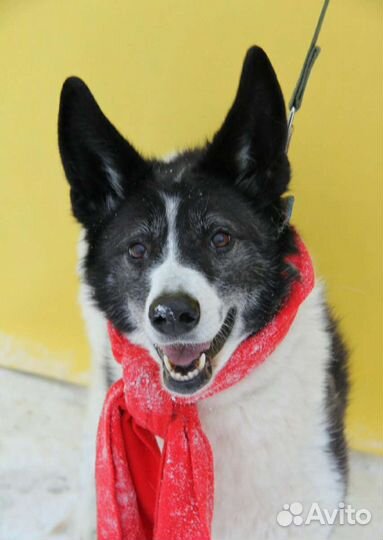 Ему никогда не давали шанса