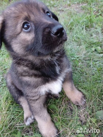 Собака в добрые руки отдам бесплатно