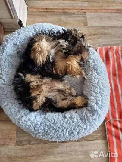 Йоркширский терьер мини мальчик. И кот майн кун