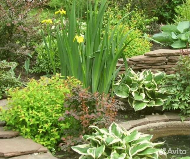 Ирис болотный