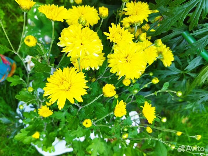 Хризантема 