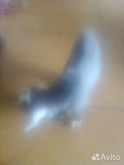 Продается козичка