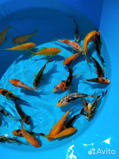 Вуалевые карпы кои