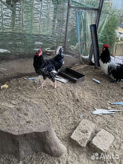 Молодые петухи