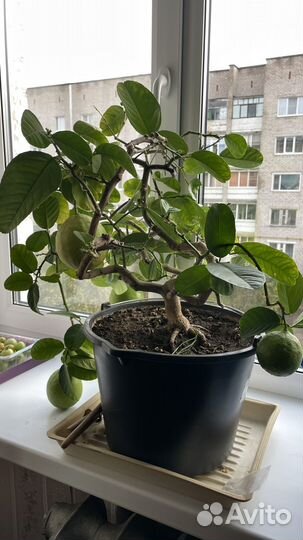 Лимонное дерево 