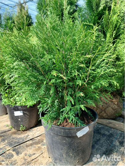 Туя зап. Смарагд Брабант Шаровидная Ель Глаука