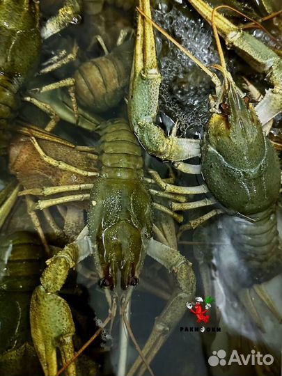 Живые раки с доставкой