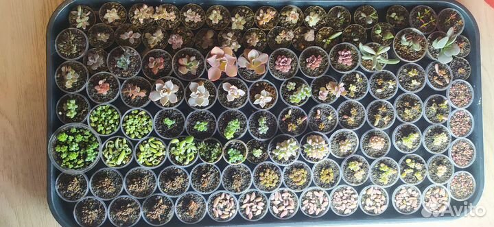 Суккуленты много разных