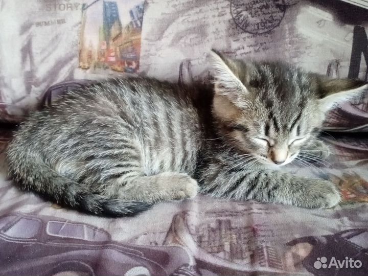Кошка в дар бесплатно