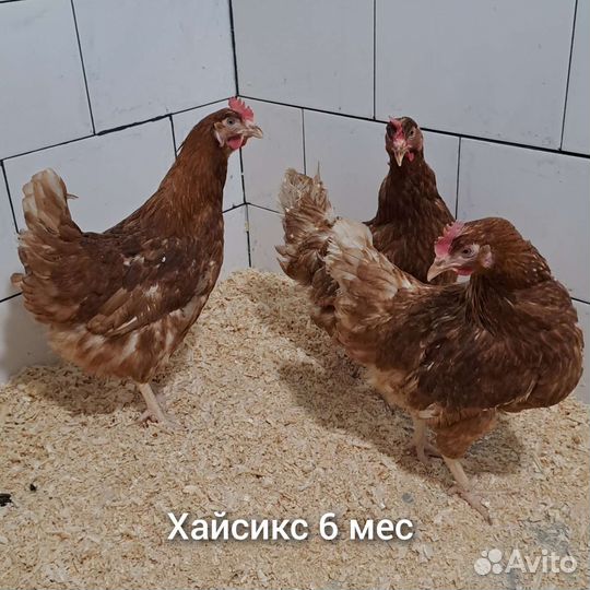 Куры несушки
