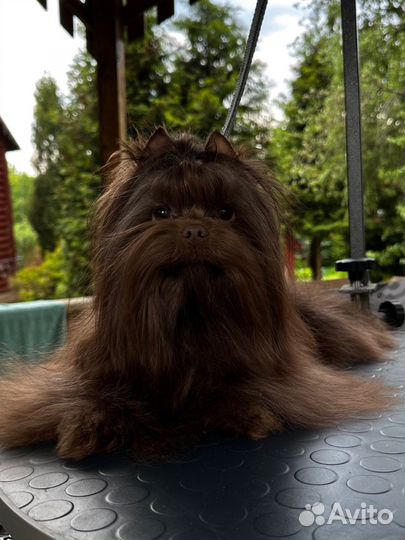 Шоколадный йорк вязка