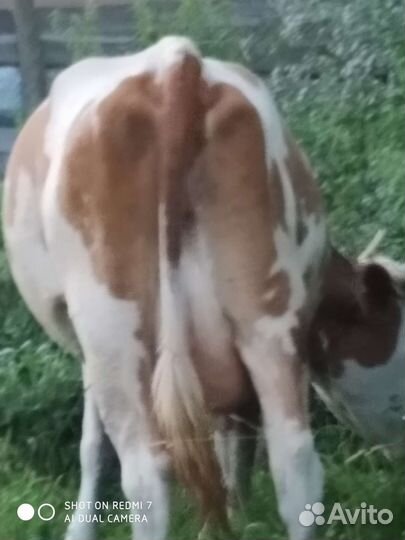 Коровы, тéлки