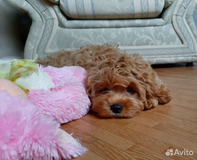 Девочки кавапу