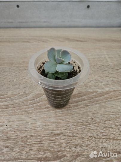 Суккуленты