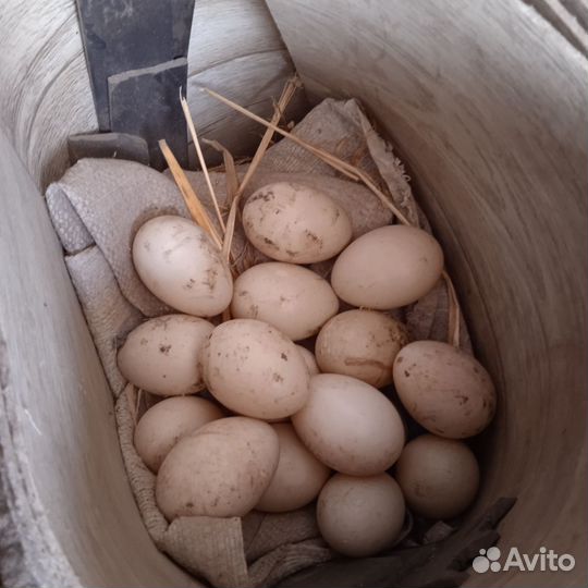 Яйцо индоутки