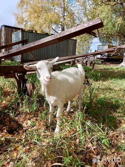 Коза нубийская