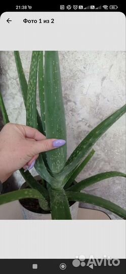 Алоэ вера настоящее