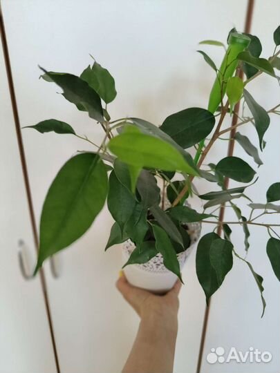 Фикус бенджамина 40 см