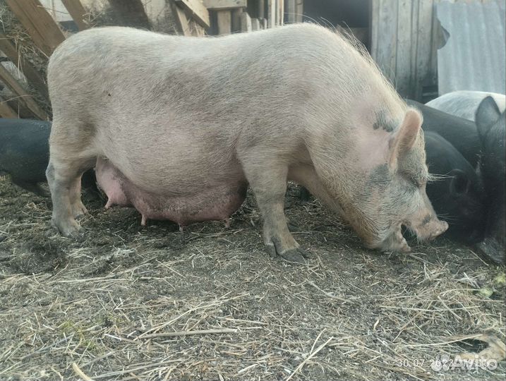 Вьетнамская вислобрюхая