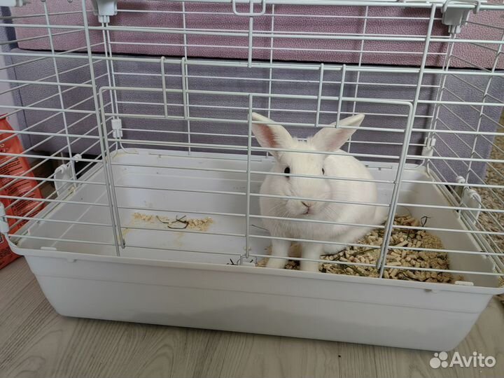 Декоративные кролики