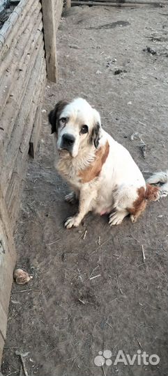 Щенки сербернара