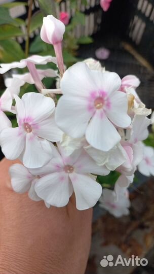 Флоксы сортовые