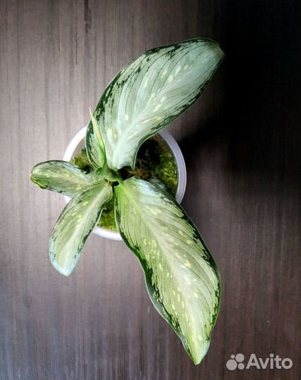 Диффенбахия Udomsub (white form )