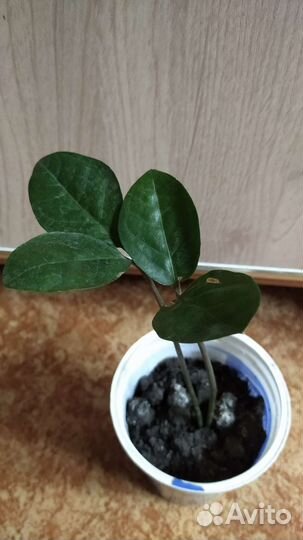 Замиокулькас долларовое дерево