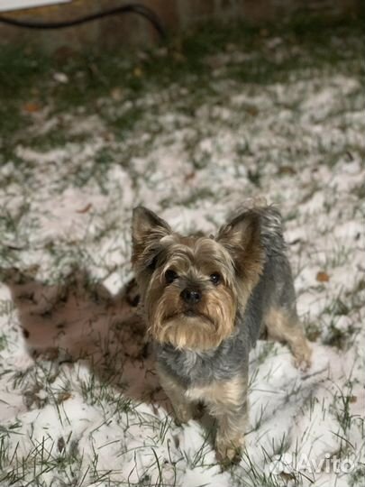 Гулять с собакой