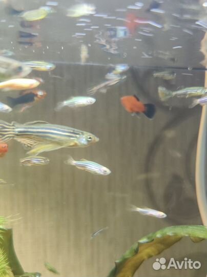 Данио, пецилии