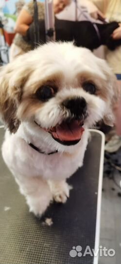 Груминг грумер стрижка собак