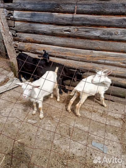 Зааненкские