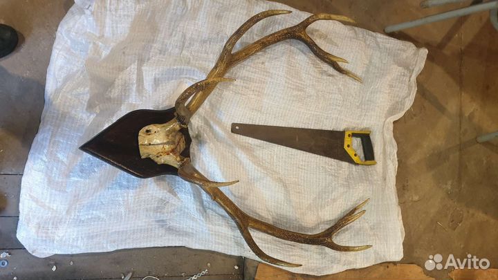 Рога оленя косули козла
