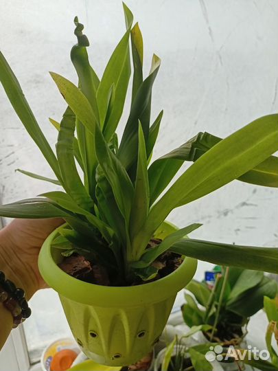 Камбрия Буррагеара