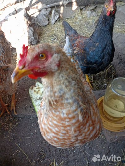 Молодые петухи интересных расцветок. Куры на мясо