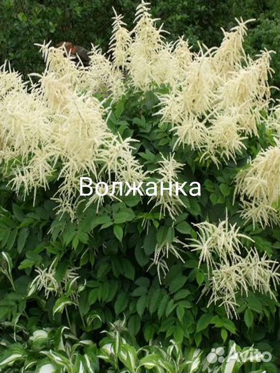 Волжанка,молочай,вербейник,бадан