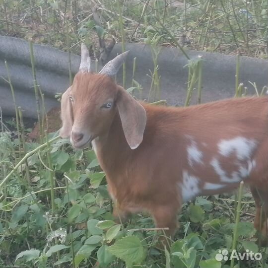 Англо нубийские козлики