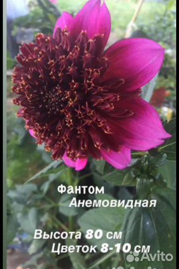 Георгины Канны