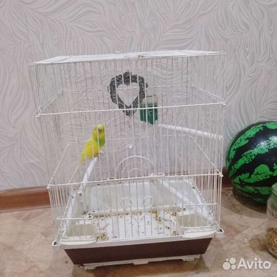 Волнистый попугай
