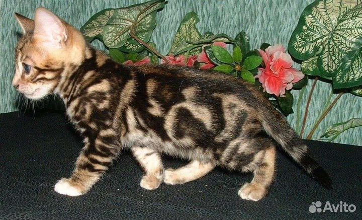 Бенгальские детки