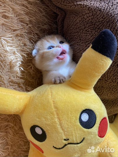 Кошка золотая шиншилла