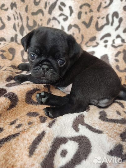 Щенки мопса