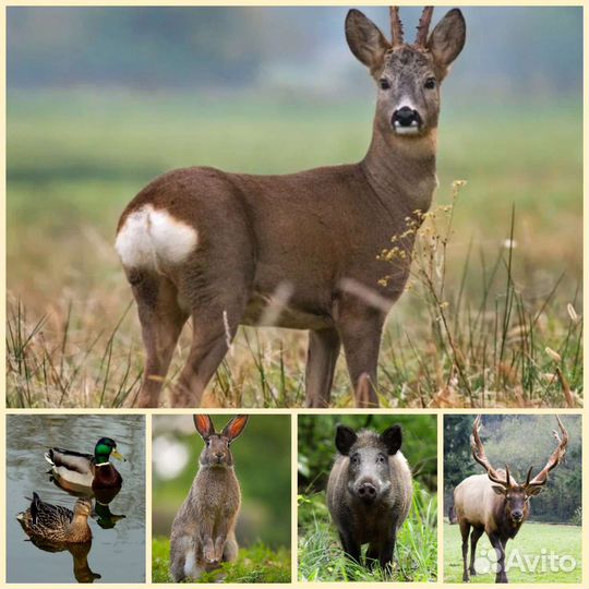 Мясо дичи на копчение