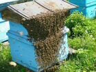 Улей с пчелами вместе с мёдом и колодками (торг)