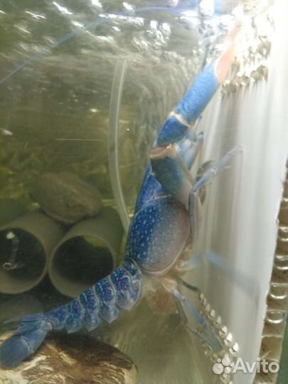 Австралийский красноклешневый рак