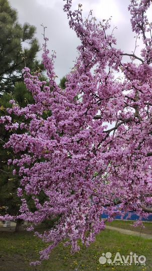 Церсис семена