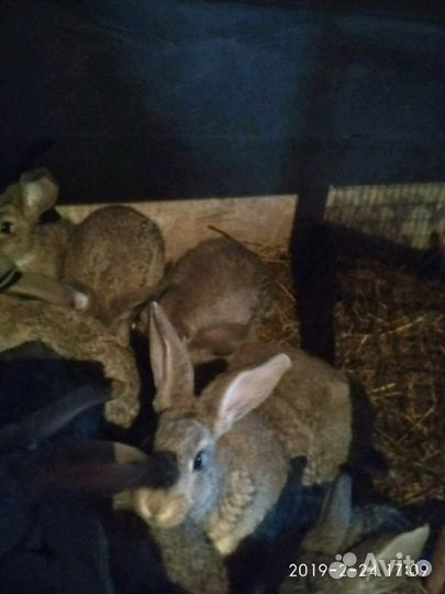 Кролики фландр