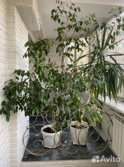 Фикус Бенджамина