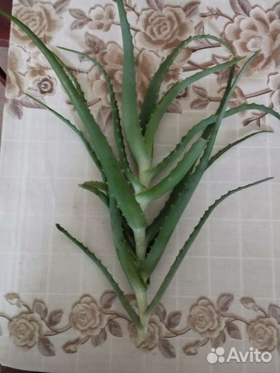 Комнатные цветы алоэ